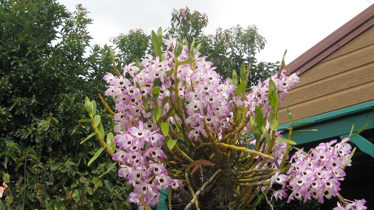 Les Agapanthes Villa Le Tampon Exterior foto