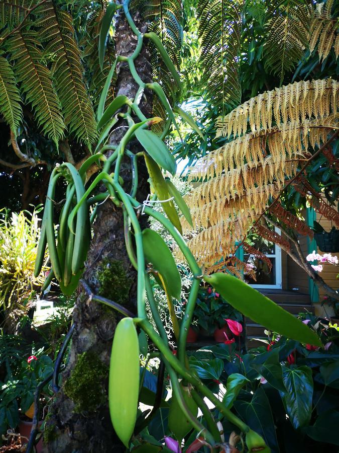 Les Agapanthes Villa Le Tampon Exterior foto